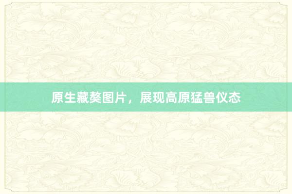 原生藏獒图片,展现高原猛兽仪态